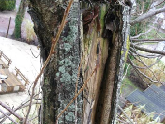 Abattage arbres dangereux avec champignons