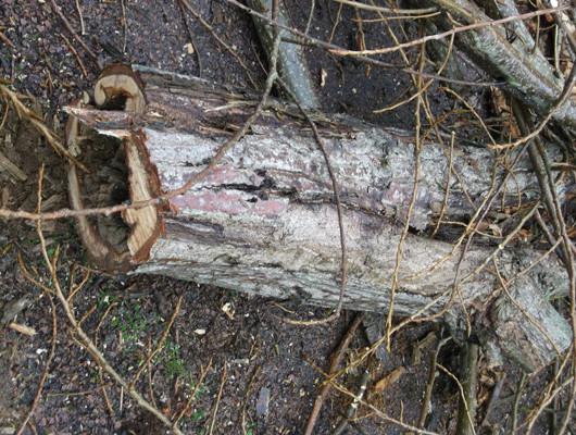 Abattage arbres dangereux avec champignons